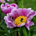 PJ-BG303_LAB_DV_20120402180828