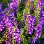 PJ-BG306_LAB_D_20120402185500