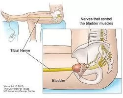 Illustration of nerves that control the bladder